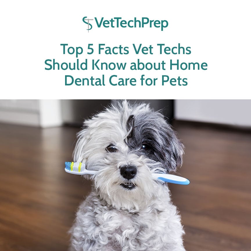 Top 5 Facts Vet Techs Should Know About Home Dental Care For Pets